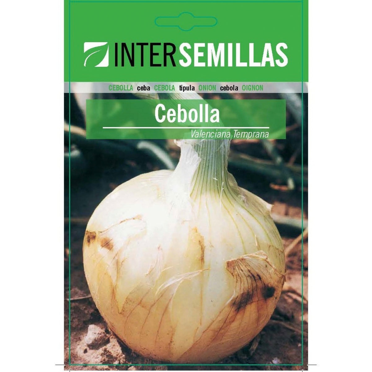 Semillas de Cebolla Valenciana Temprana (6 g). Ideales para Cultivar en Huertos y Jardines.