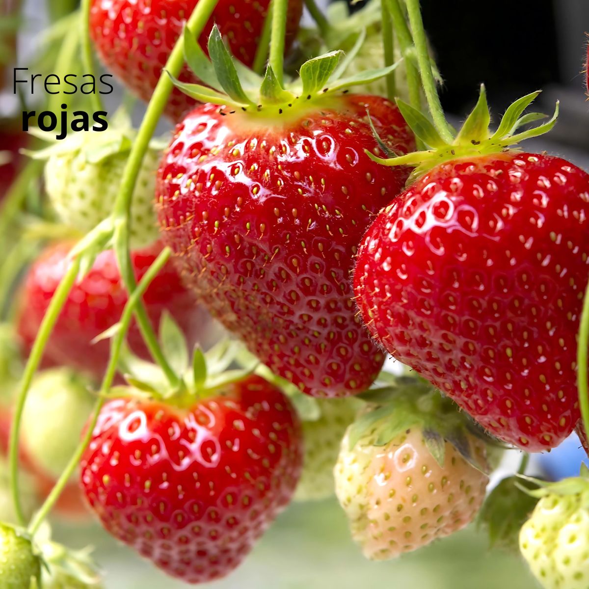 Semillas de Fresas Rojas. (20 gramos). Pack de Semillas de Fresas.