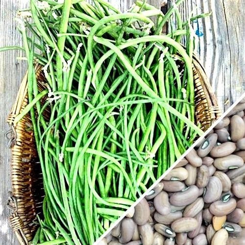 Semillas de esparragos, 1 yarda de largo aprox. (100% Heirloom/No Híbrido/No GMO) 15 semillas aprox.