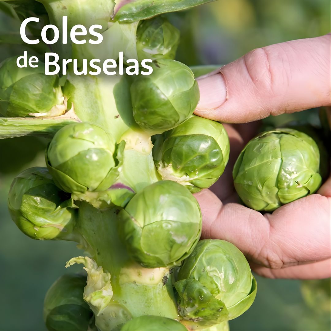 Semillas de Coles de bruselas. (Pack De 20 Cápsulas) Semillas Ideales Para Jardinería Y Huertos.