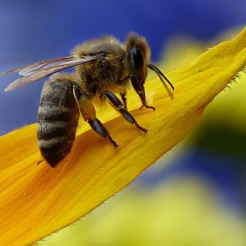Semillas surtidas de flores silvestres para atraer abejas.