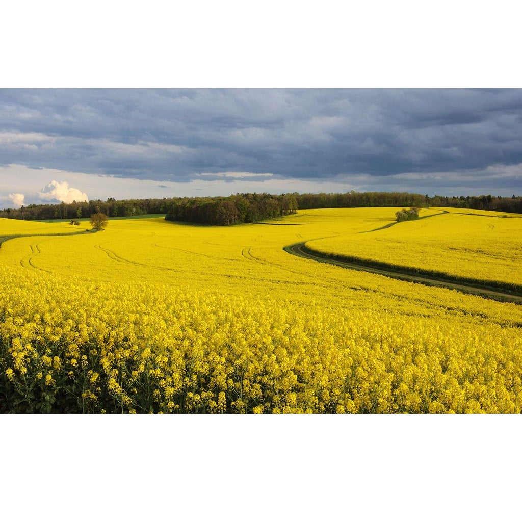 Semillas de canola o colza, cultivo de cobertura. Paquete XL, cubre aprox. 1,000 pies cuadrados