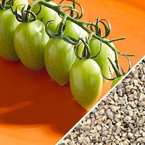 Semillas de tomate uva verde (100% Heirloom/No Híbrido/No GMO). 15 semillas aproximadamente