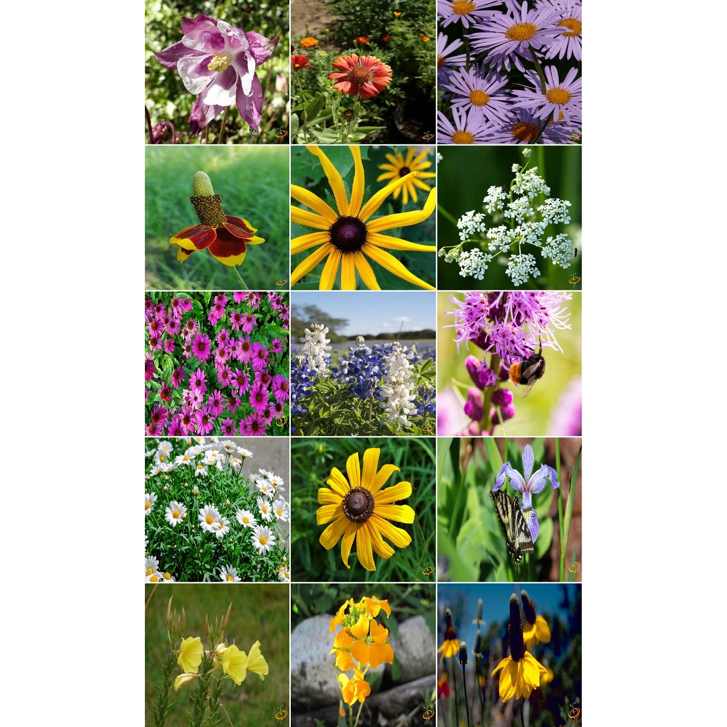 Semillas surtidas de flores silvestres perennes. Incluye 16 variedades