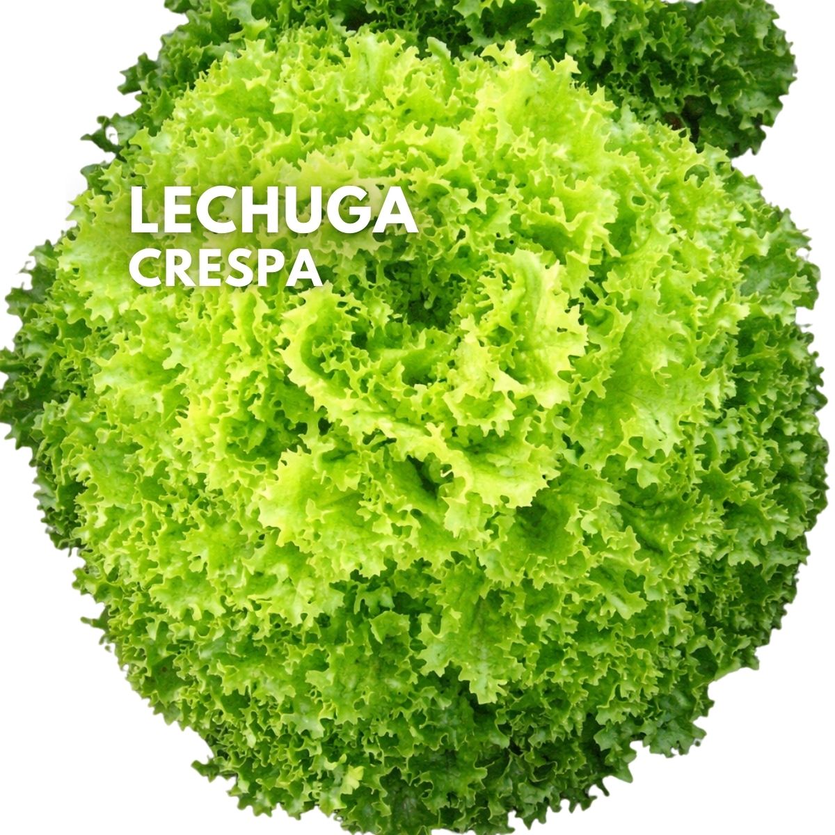 Semillas de Lechuga Crespa Hidropónica 2000 Semillas Aprox. (3 g) Para Cultivos, Huertos Y Jardinería.