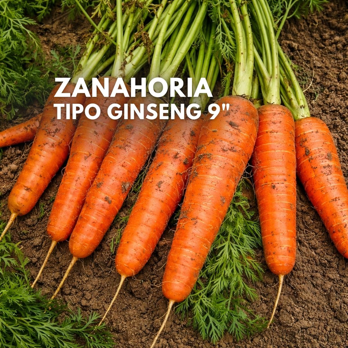 Semillas de Zanahoria Gigante 9” Tipo Ginseng (Aprox. 1,500 Semillas) para Huerto en Casa y Cultivo Comercial.
