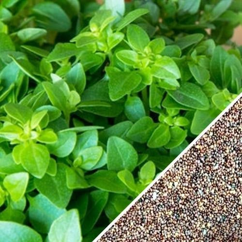 Semillas de oregano italiano (100% Heirloom/No Híbrido/No GMO). 200 semillas aproximadamente.