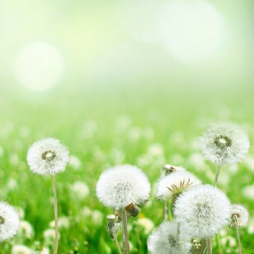 Semillas de planta diente de león. 100 semillas aproximadamente.