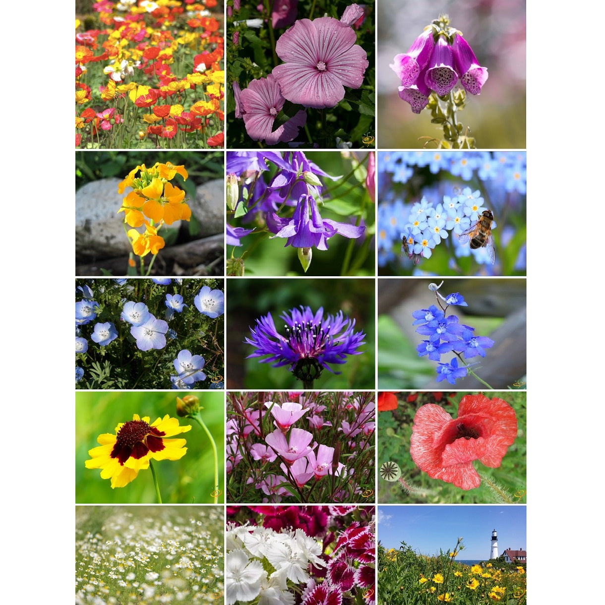 Semillas surtidas de flores silvestres de sombra parcial. Incluye 15 variedades