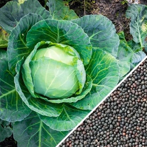 Semillas de repollo (100% Heirloom / No Híbrido / No GMO). 50 semillas aproximadamente.