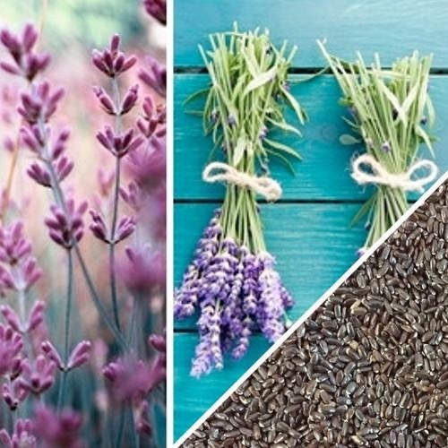 Semillas de lavanda, Inglesa (100% Heirloom/No Híbrido/No GMO). 50 semillas aproximadamente.