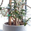 Alambre sunchos plastificado para plantas y bolsas. Cinta de amarre 50M. Incluye dispensador. Color verde.