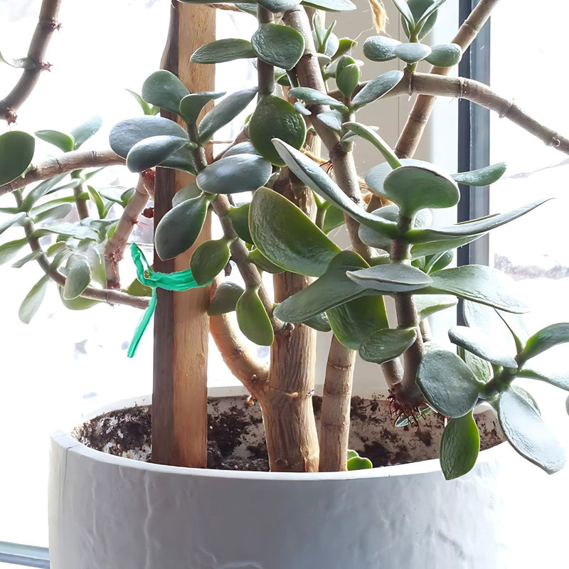 Alambre sunchos plastificado para plantas y bolsas. Cinta de amarre 50M. Incluye dispensador. Color verde.