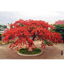 Semillas De Poinciana Reales O Flor Del Estudiante.