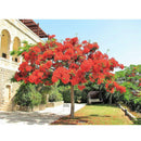 Semillas De Poinciana Reales O Flor Del Estudiante.