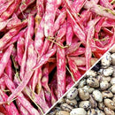 Semillas De Frijol Bush, Borlotti Cranberry (100% Heirloom/No Híbrido/No GMO). 20 Semillas Aprox.