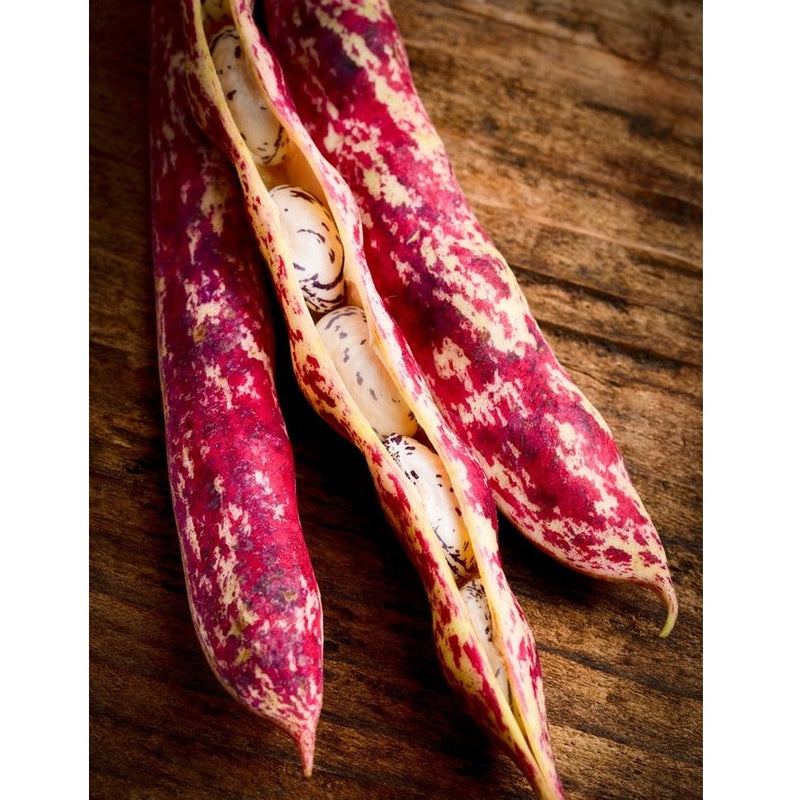 Semillas De Frijol Bush, Borlotti Cranberry (100% Heirloom/No Híbrido/No GMO). 20 Semillas Aprox.