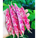 Semillas De Frijol Bush, Borlotti Cranberry (100% Heirloom/No Híbrido/No GMO). 20 Semillas Aprox.