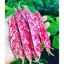 Semillas De Frijol Bush, Borlotti Cranberry (100% Heirloom/No Híbrido/No GMO). 20 Semillas Aprox.