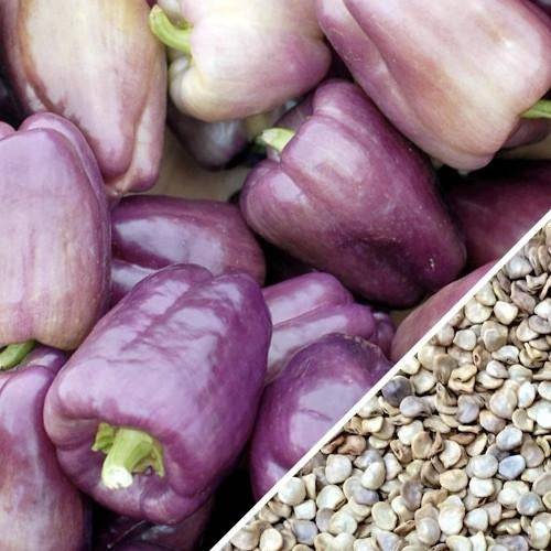 Semillas De Pimenton Dulce, Color Morado (100% Heirloom/ No Híbrido/No GMO). 60 Semillas Aprox.