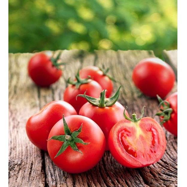 Semillas De Tomate, Ace 55 (100% Heirloom/No Híbrido/No GMO). 15 Semillas Aproximadamente