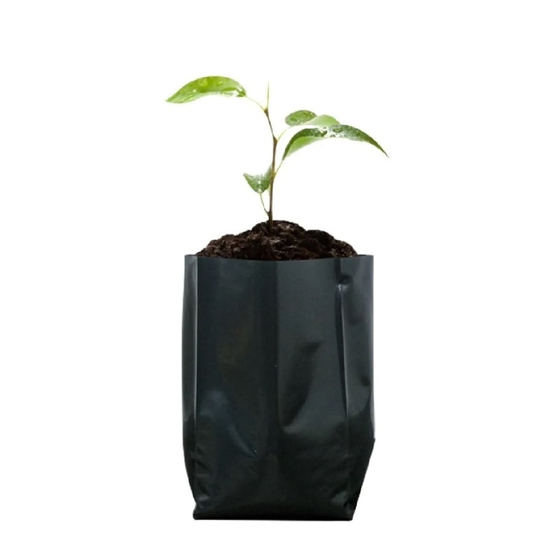 Bolsa semillera para viveros, hasta 2 lb, color negro (100 unidades)
