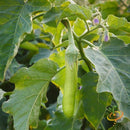 Semillas De Berenjena, Louisiana (100% Heirloom/No Híbrido/No GMO). 10 Semillas Aproximadamente.