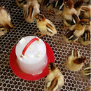 Bebedero para Pollos. Capacidad de 6 L. 29.5x27.5cm.