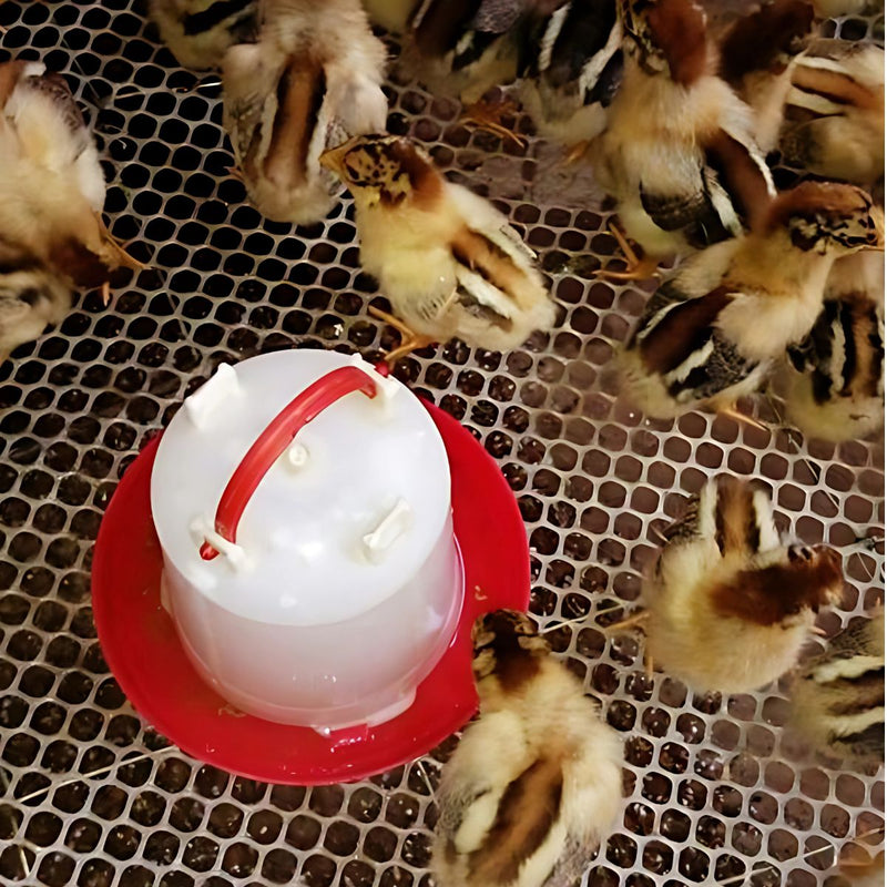 Bebedero para Pollos. Capacidad de 6 L. 29.5x27.5cm.