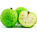 Semillas De Osage Orange