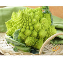 Semillas De Brocoli, Romanesco Italia (100% Heirloom/No Híbrido/No GMO). 60 Semillas Aproximadamente