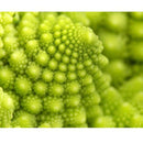 Semillas De Brocoli, Romanesco Italia (100% Heirloom/No Híbrido/No GMO). 60 Semillas Aproximadamente