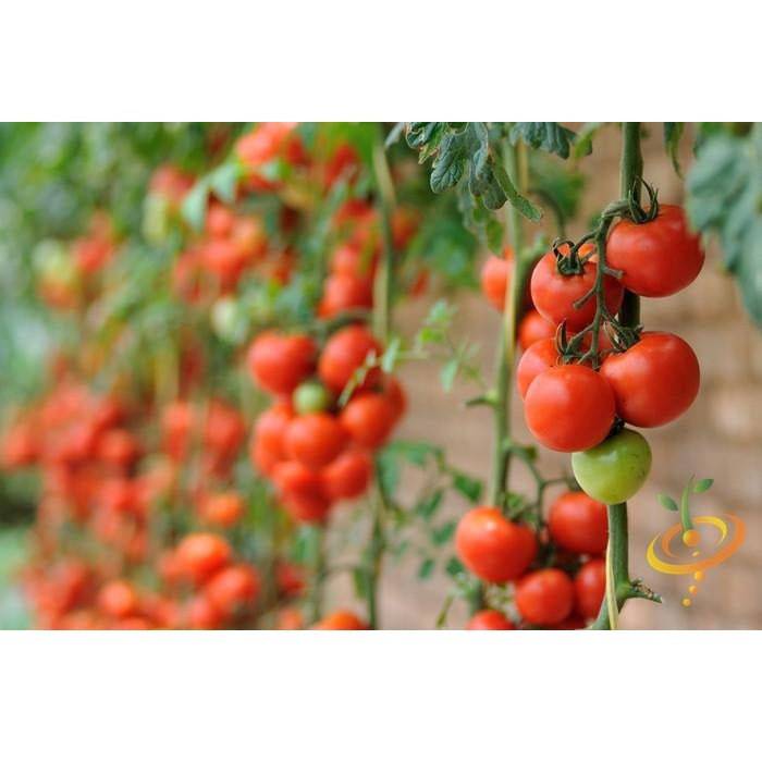 Semillas De Tomate, Money Maker (100% Heirloom/No Híbrido/No GMO). 15 Semillas Aproximadamente