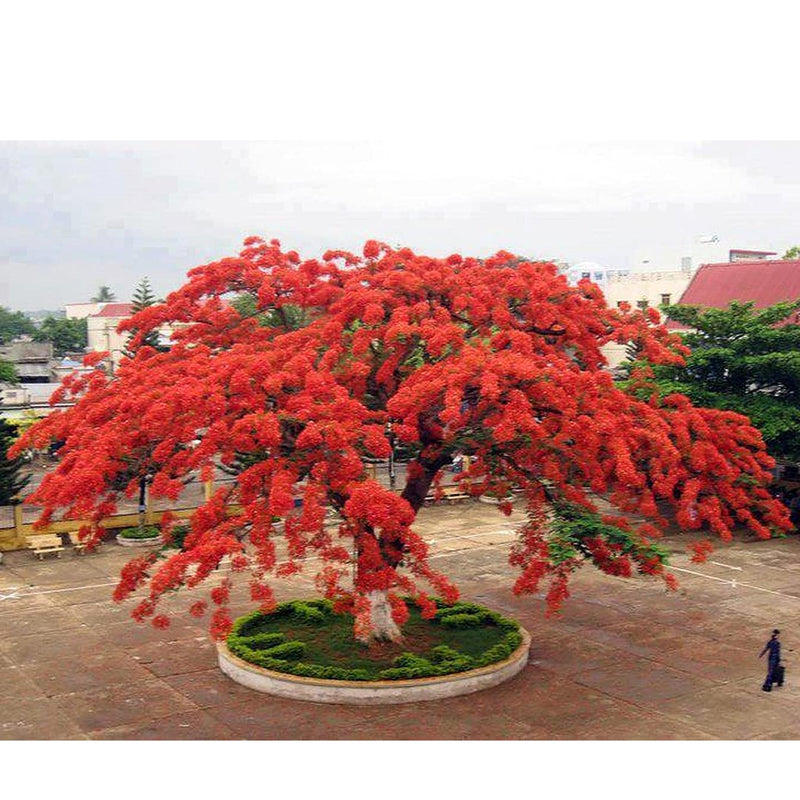 Semillas de Poinciana Reales o Flor del Estudiante.