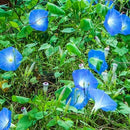 Semillas Surtidas De Flores Silvestres Azules