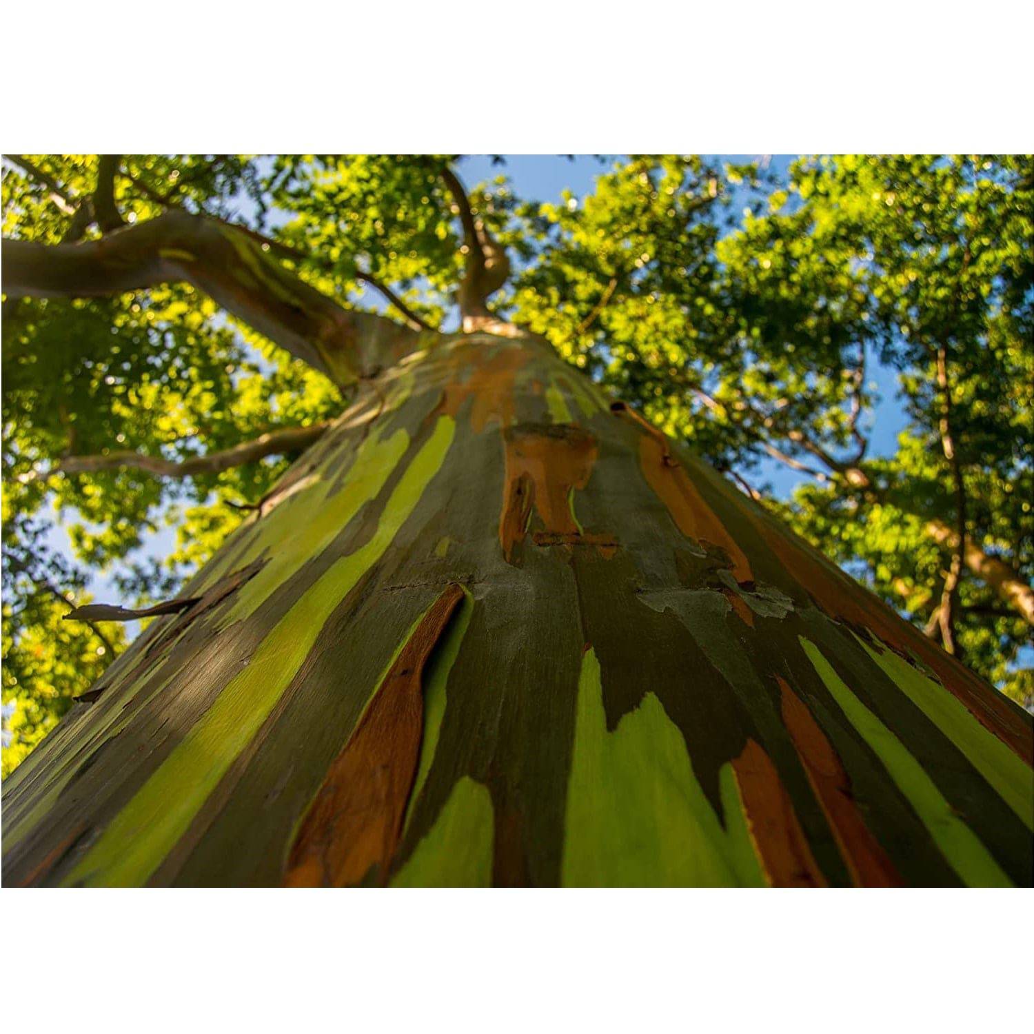 Semillas De Árbol Arcoíris De Eucalipto