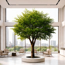 Árbol Banyan Artificial Decorativo para Interior 3.5mts.