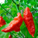 Semillas De Aji (HOT) Bhut Jolokia / Ají Fantasma (No GMO). 5 Semillas Aproximadamente.