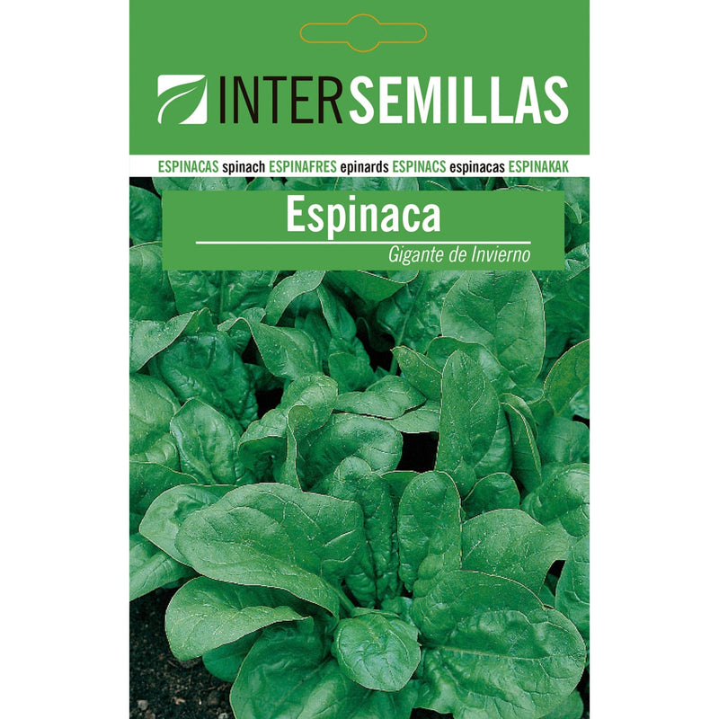 Semillas de Espinaca Gigante de Invierno (7 g). Ideales para Cultivar en Huertos y Jardines.