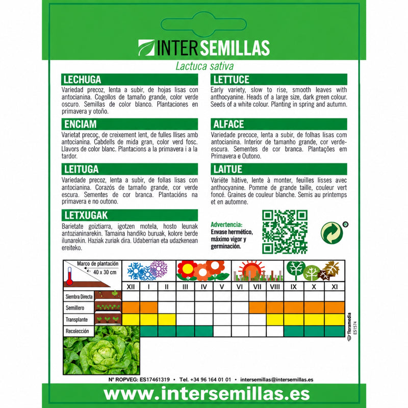 Semillas de Lechuga Reina de Mayo (6 g). Ideales para Cultivar en Huertos y Jardines.