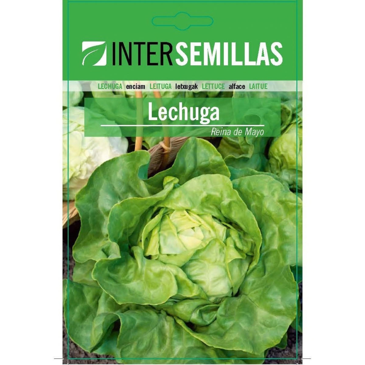 Semillas de Lechuga Reina de Mayo (6 g). Ideales para Cultivar en Huertos y Jardines.