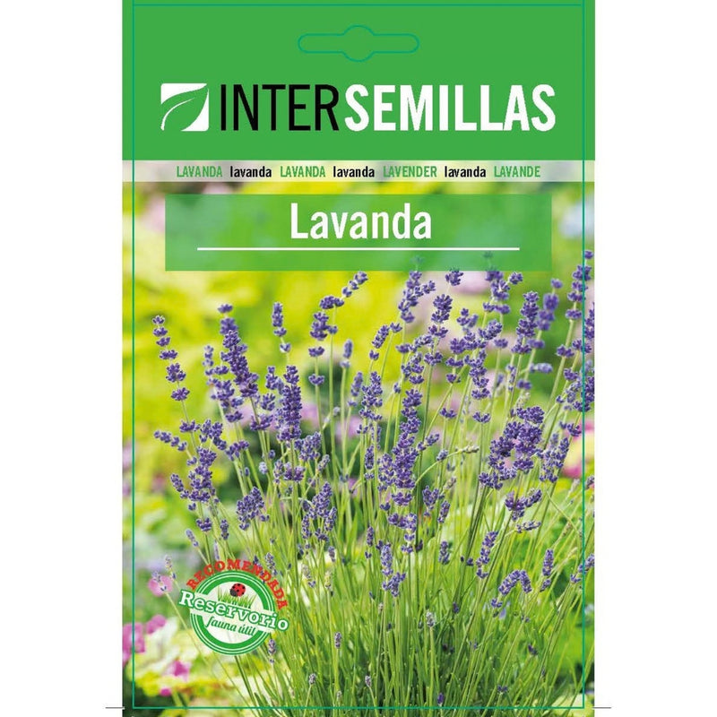 Semillas de Lavanda Lavandula officinalis (0,2 g). Ideales para Cultivar en Jardines y Macetas.