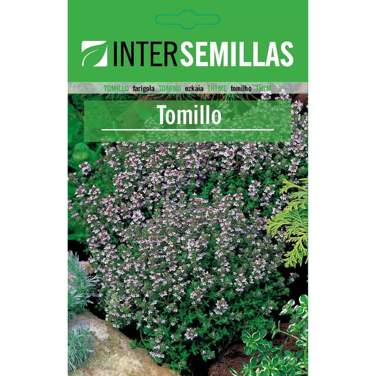 Semillas de Tomillo (0,2 g). Thymus vulgaris Ideales para Cultivar en Jardines y Macetas.