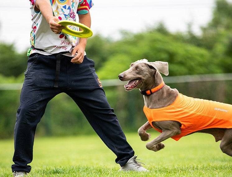 Frisbee Disco Volador De Juego Para Mascotas