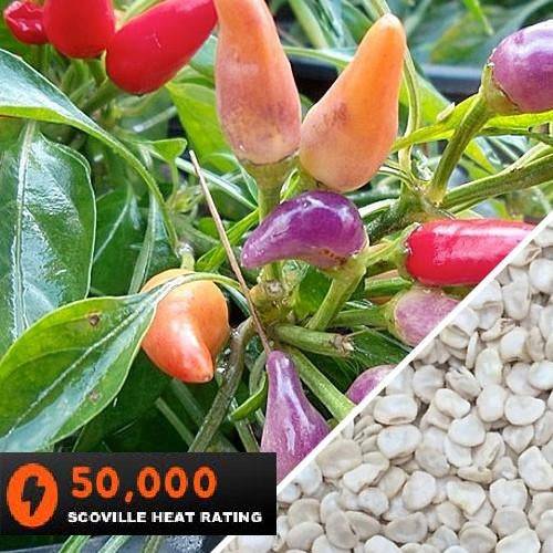 Semillas De Aji (HOT) Nu Mex Twilight (100% Heirloom/No Híbrido/No GMO). 15 Semillas Aprox.