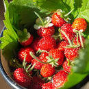 Semillas de Fresas Alpinas. 200 semillas. Reliquia Milenaria de china