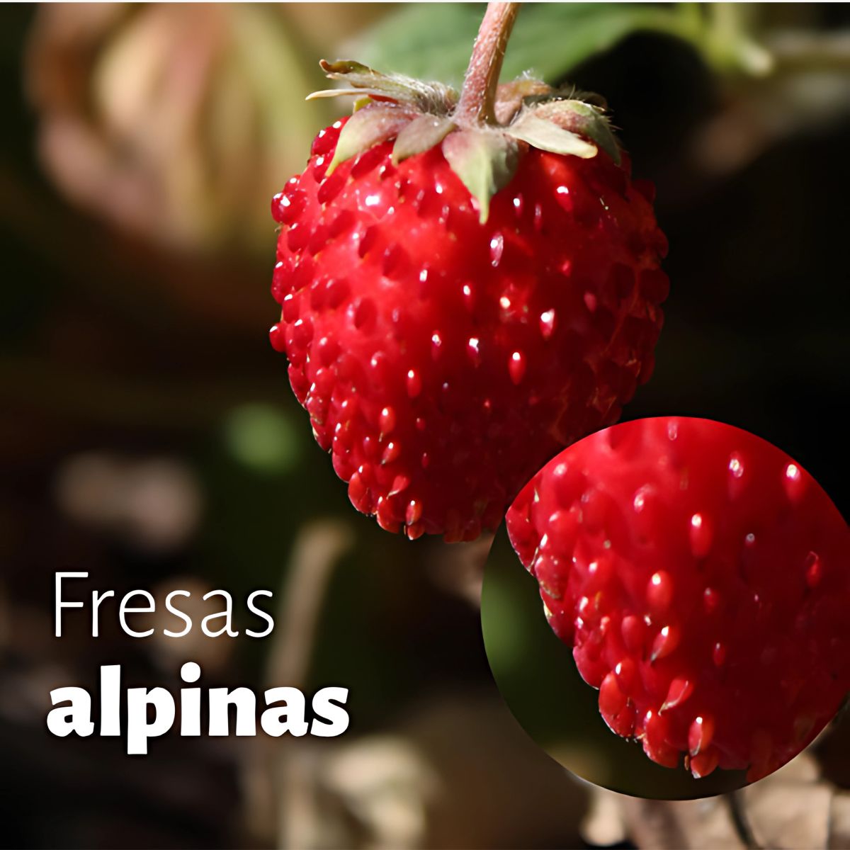 Semillas de Fresas Alpinas. 200 semillas. Reliquia Milenaria de china