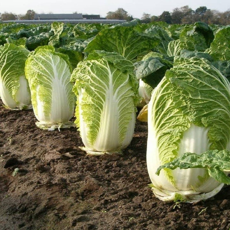 Semillas de Col China. (4 gramos). Pack de Semillas de Lechuga China.