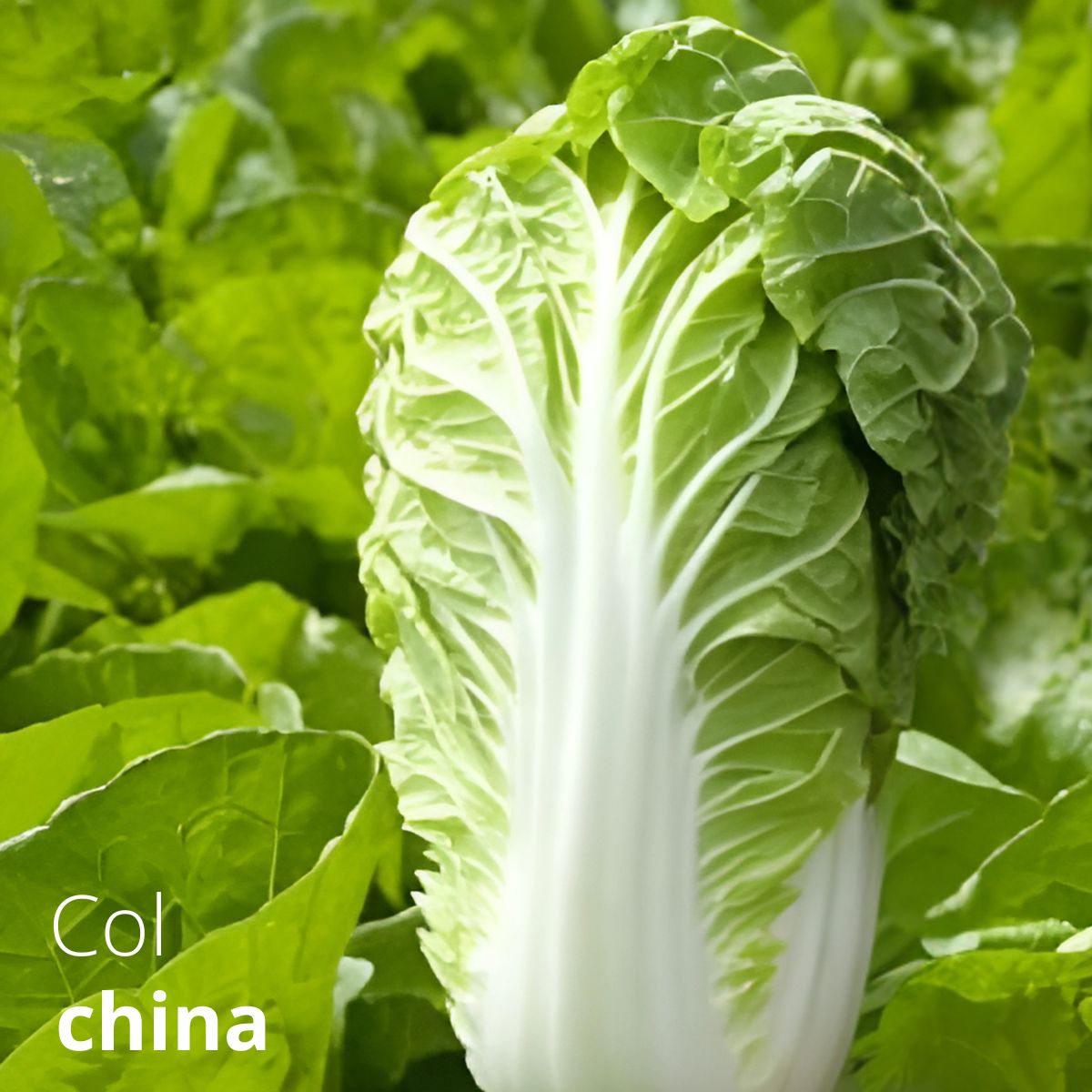 Semillas de Col China. (4 gramos). Pack de Semillas de Lechuga China.