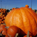 Semillas de Calabaza Gigante. (5 semillas). Pack de Semillas para Jardinería y Huertos.
